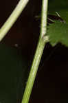 Canadian blacksnakeroot